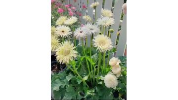 Standard white chrysanthemum Silky Gerbera
