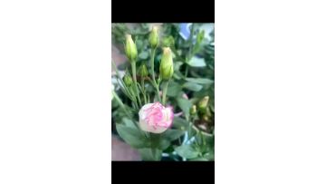 Bulk Fresh Cut Pink Edged Lisianthus for Party Decor