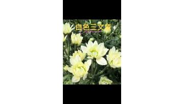 Salmon and small white chrysanthemum