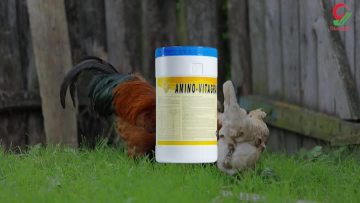 AMINO-VITA GRANULE