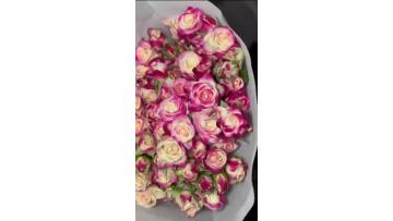 Reflexed Spray Rose