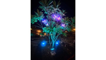 outdoor landscape lighting