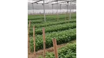 Mini Spray white chrysanthemum