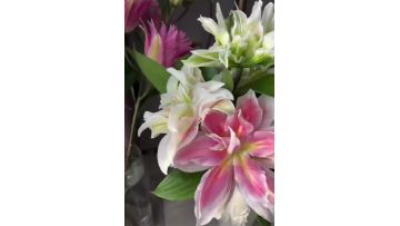 Double Lily Sara