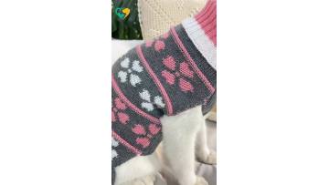 dog dress uk