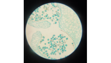 Gelsonlab HSSL-019 Biology Prepared Glass Slides: Lilium Whole Mount Mature Pollen Teaching Slides1