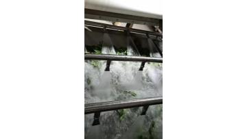 freezing vegetable process