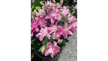 Roselily Trento Double Lily