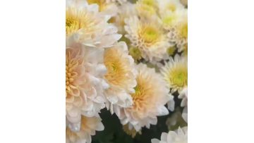 Herb Salad spray chrysanthemum