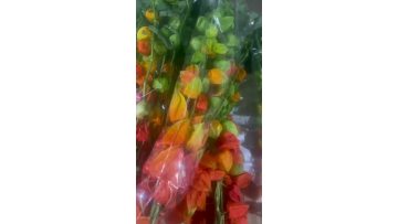 Fresh Physalis alkekengi Stems for Floral Arrangements and Event Decor