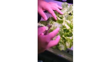 Balcony hydroponics