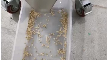 Coffee bean sorting 