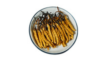 High-Quality Cordyceps Extracts: Cordyceps Sinensis & Cordyceps Militaris1