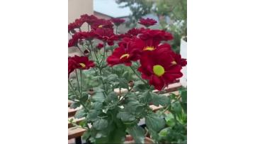Red rose spray chrysanthemum