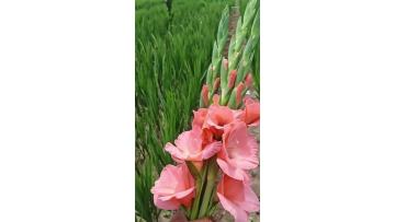 Wholesale Fresh Cut Flowers Pink Gladiolus Stems for Wedding Decoration