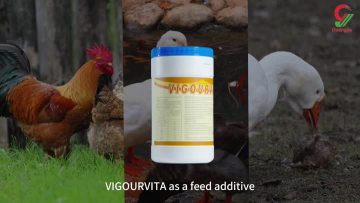 VIGOURBITA(1)