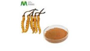 Cordyceps Mycelium Powder Polysaccharide Cordyceps Sinensis Extract powder Organic Cordyceps Mushroom Extract1