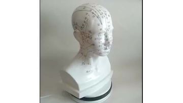 Acupuncture Model 