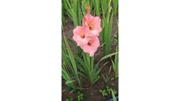 Gladiolus Pink Lady Fresh Cut Flowers Wholesale Florist
