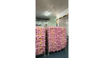 stock garlic 2