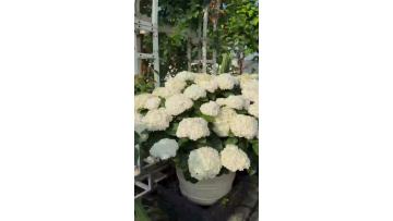 Fresh Cut Princess Anne Double Hydrangea for Wedding Decor