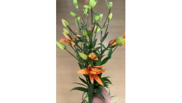 Tiger Baby  spray Lily