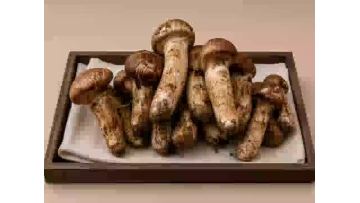 Matsutake Mushrooms