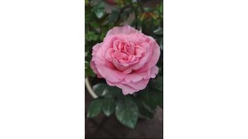 perfume pagoda rose greenhouse