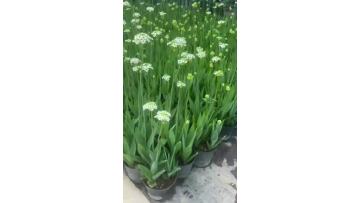 High Quality Preserved wonder flower for Flower Arrangements