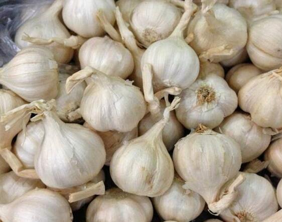 Fresh Normal White Garlic