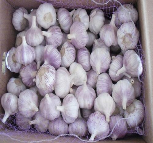 Single Fresh Garlic