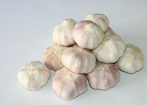 Single Fresh Garlic