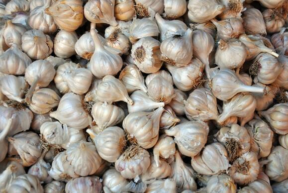 Normal White Garlic