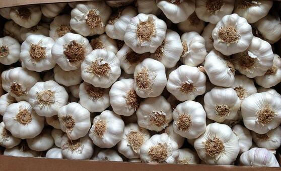 Fresh White Garlic