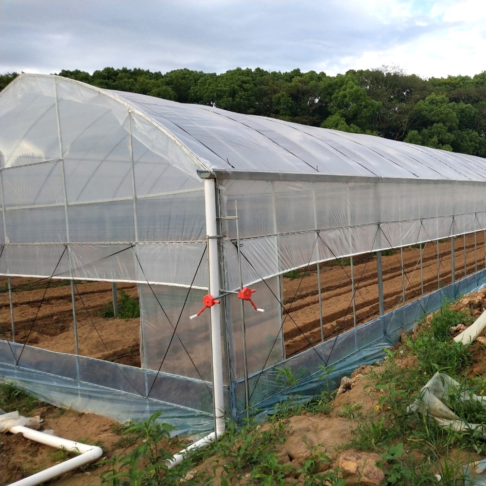 Film Multi-span Greenhouse