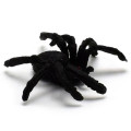 5pcs horror 4.5cm black spider haunted house spider web bar party decoration supplies simulation tricky toy halloween decoration