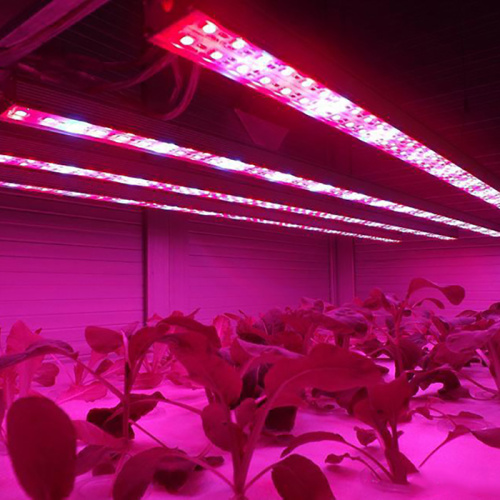 Hydroponic LED Grow Light Strip Manufacturers and Hydroponic LED Grow Light Strip Suppliers