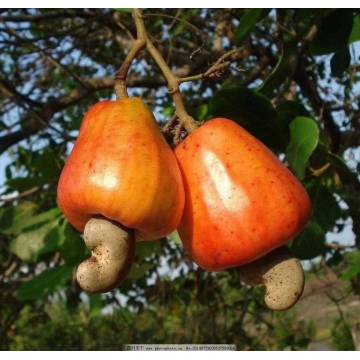 Crunchy Health Cashew Nut Snack