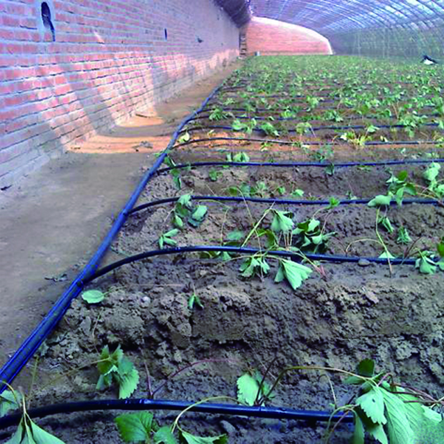 Drip-irrigation-2