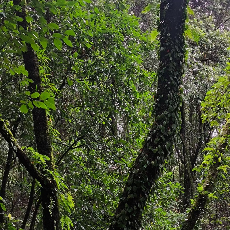 mengku-alpine-forest-puer-tea-flavor