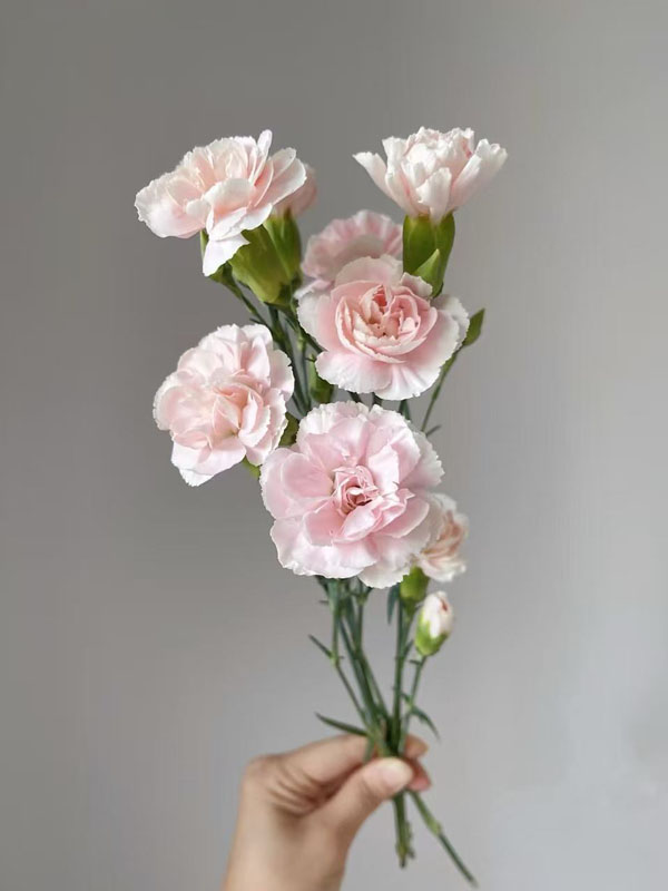Spray carnation powder prince1 (1)