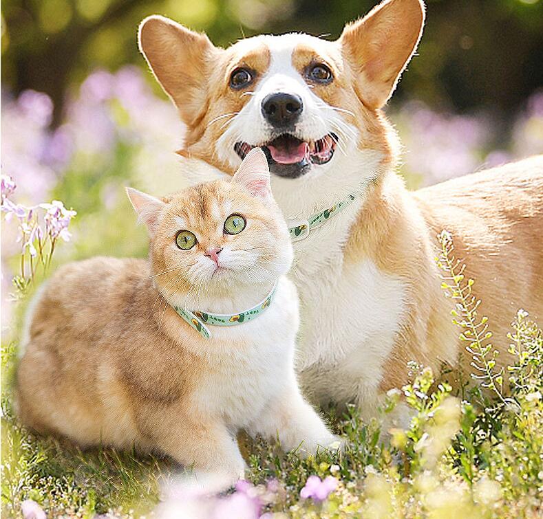 Petsmart Flea Collar