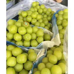 Freshly Harvested Seedless Shine Muscat Grapes