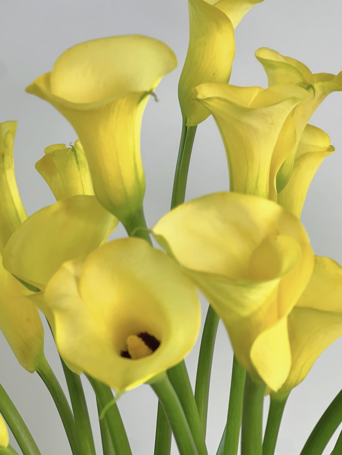 fresh cut of yellow calla lily5