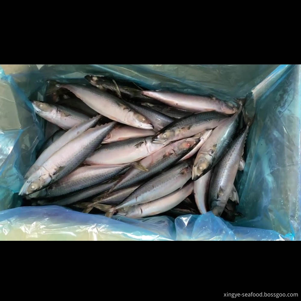 Frozen Mackerel Japonicus