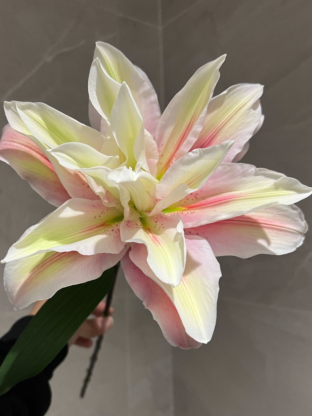 Double Lily Sara
