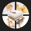 Poultry Hatchery Machine Hatching Eggs 16 Mini Brooder Small Chicken Bird Egg Incubator Hatchers for Quail Parrot Duck Pigeon