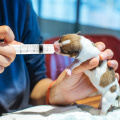 10 Pcs New 5ml Reusable Hydroponics Plastic Syringe Pet Nutrient Sterile Health Measuring Syringe Tools Cat Feeding Accessory