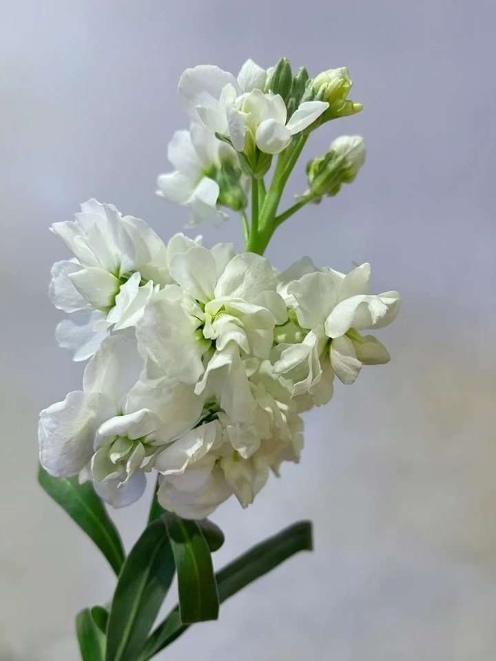 White Violet