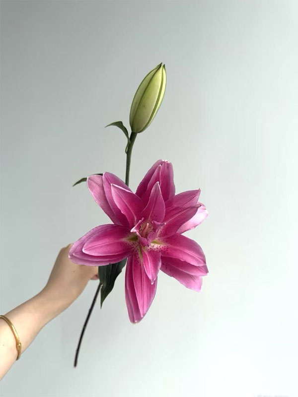 Purple Lotus Double Lily3